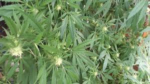 NDLEA Uncovers Cannabis Sativa Farm In Oyo State